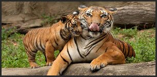 Тигровой зоопарк