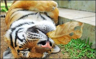 Встреча с тиграми в зоопарке «Шрирача»