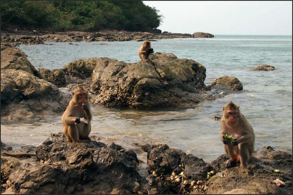 Остров обезьян
